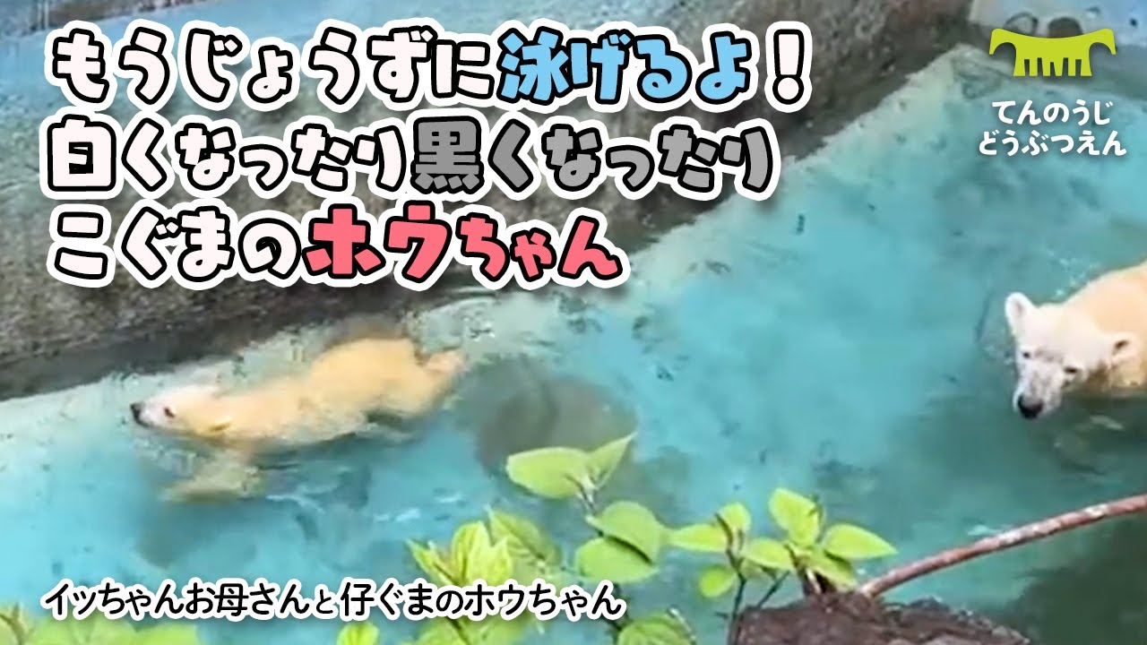 【天王寺動物園】もう上手に泳げるよ！白くなったり黒くなったり、滑り台も大好き仔グマのホウちゃん [Tennouji Zoo]  Polar Bear Icchan and Houchan