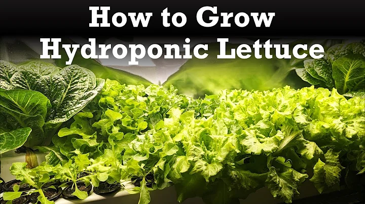 Beginner's Guide to Growing Indoor Hydroponic Lettuce