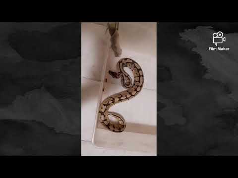 Nourrissage python regius
