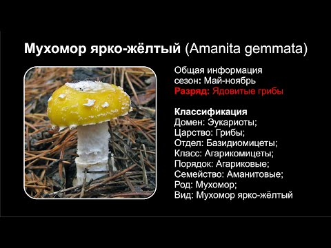 YouTube видео
