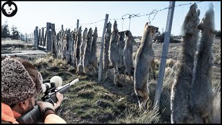 How Do North American Farmers Deal With Millions Of Wild Boar And Invasive Red Foxes