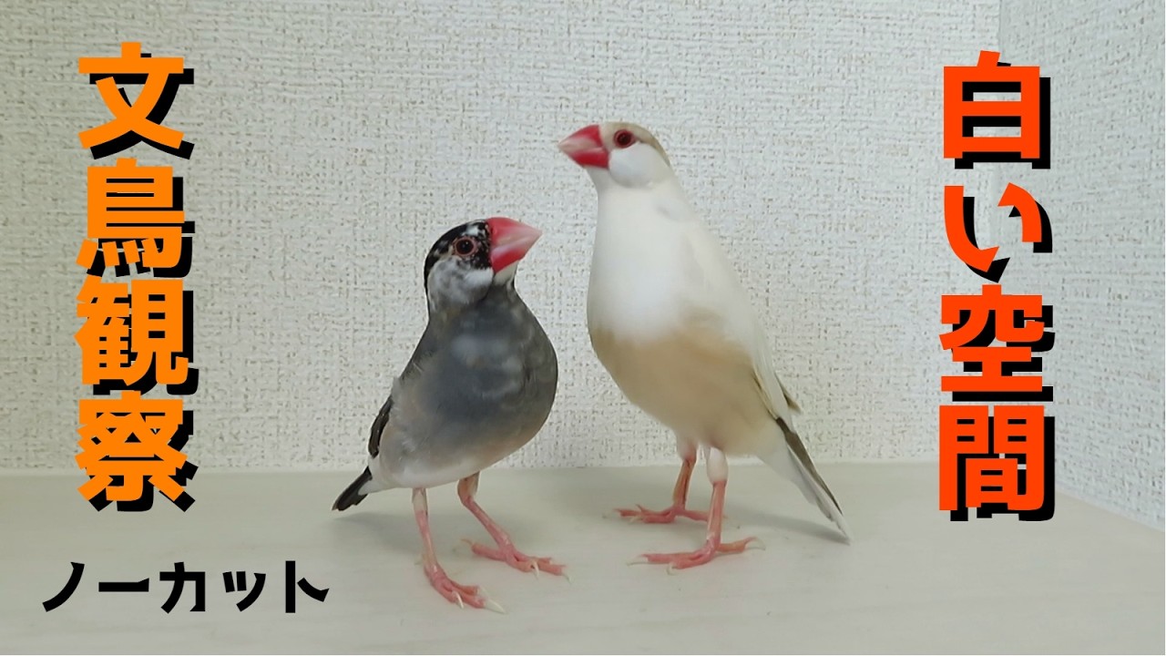 白い空間で文鳥2羽の様子を観察する（ノーカット） - YouTube