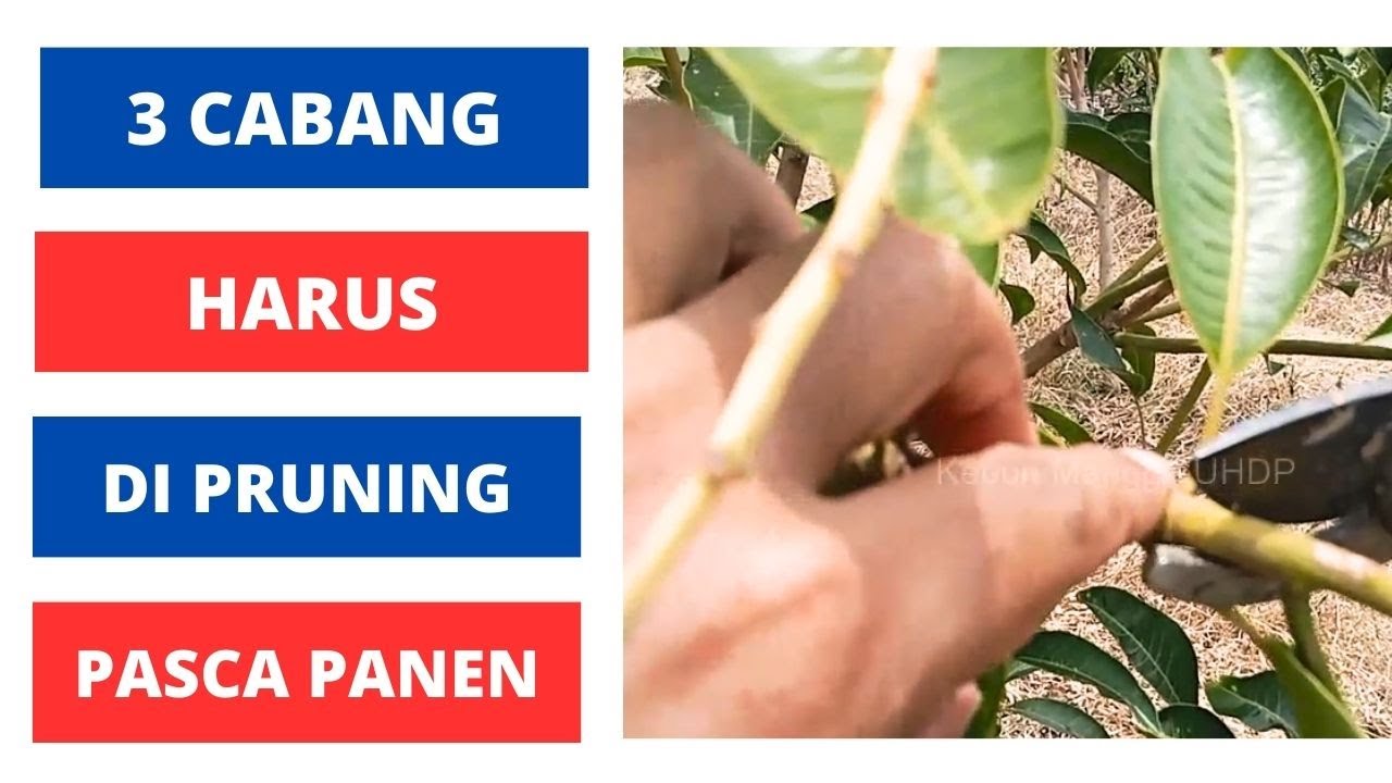 Cara Pruning Mangga Pasca Panen