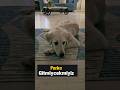 Parka gitmiyoruz deyince resmen küstü 😂 #goldenretriever  #köpek