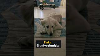 Parka gitmiyoruz deyince resmen küstü 😂 #goldenretriever  #köpek