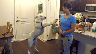How to Train Your Dog to Stop Jumping