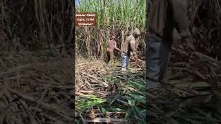 Paaanaasshorts Tebang Tebu Varietas