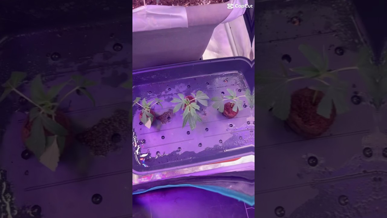 Update  und Stecklinge 