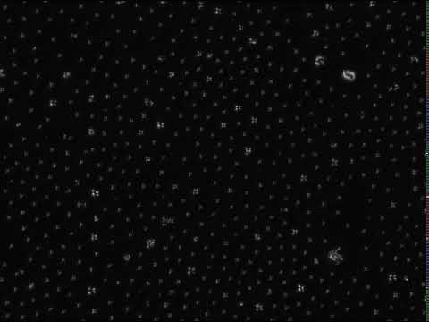 Anisotropic particles in a homeotropic nematic cell