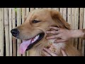 OMG !  We Found A Lot of Ticks on Golden Retriever Body - Remove Many Ticks from Dog Body