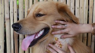 OMG !  We Found A Lot of Ticks on Golden Retriever Body  Remove Many Ticks from Dog Body