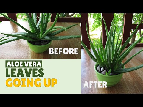 How To Make Aloe Vera Leaves Grow Upward