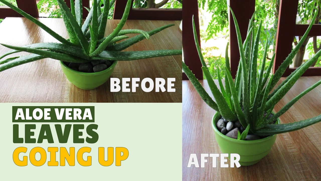 How To Make Aloe Vera Leaves Grow Upward