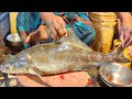 Amazing Sea Murral Fish Cutting Skills In Bangladesh Local Fish Market | Amazing Sola Fish Cutting