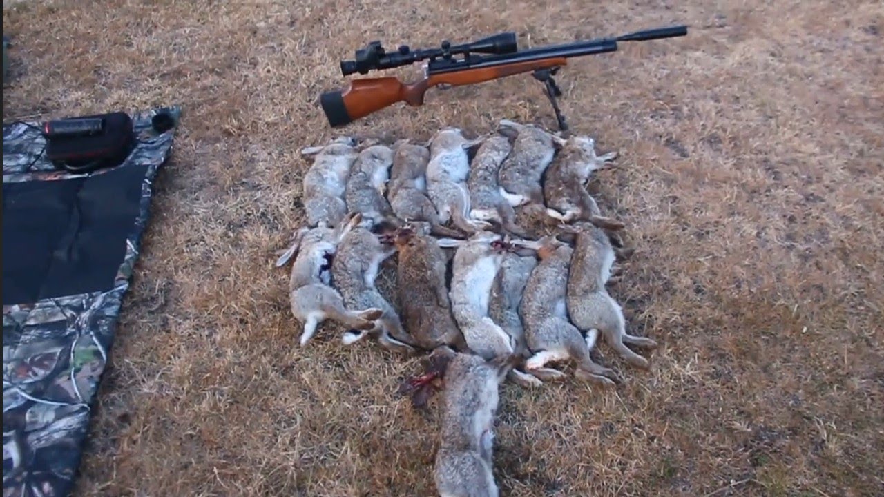 Rampant rabbit bunny bashing with .177 air arms s400 rabbit shooting ...