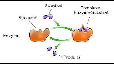 Quel le rôle d'une enzyme
