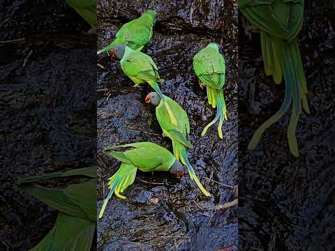 Slaty-Headed Parakeet: The Water-Loving Birds You Need to See