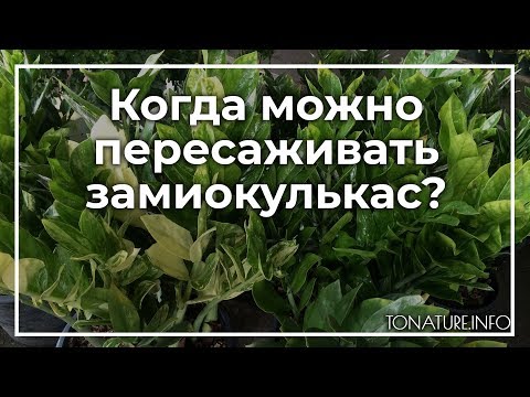Когда можно пересаживать замиокулькас? | toNature.Info