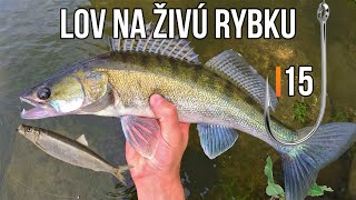 Lov Zubáča Candáta 🐟🌞 Šťuky Štiky na Živú Rybku 15 a Filetu 🐋 Rybárske Videá s Demexom