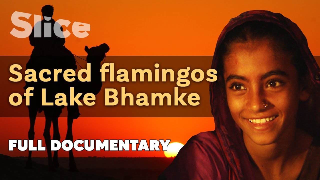 Documentary backdrop image for Sacred flamingos of Lake Bhamke (2021)