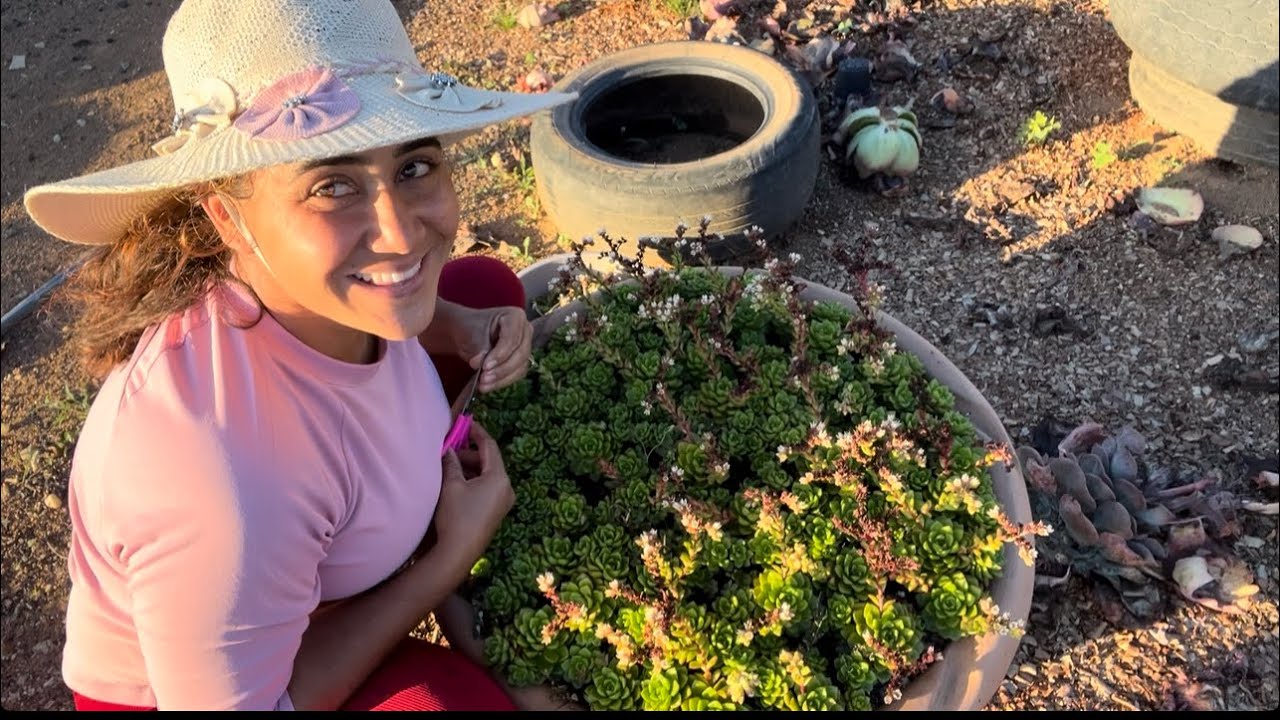 Tirando hastes florais das minhas Letízias 🥰🥰