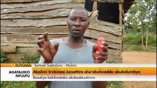 Agataliikonfuufu: Abalimi  b'ebinazi  basattira  olw;obulwadde  obubalumbye.