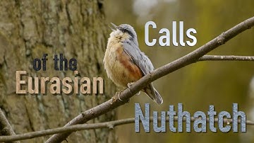 Eurasian Nuthatch Calls #birds #birdsounds