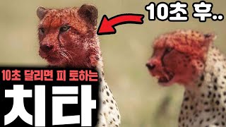 농담이 아니라 10초 이상 달리면 피를 토하는 치타의 비밀