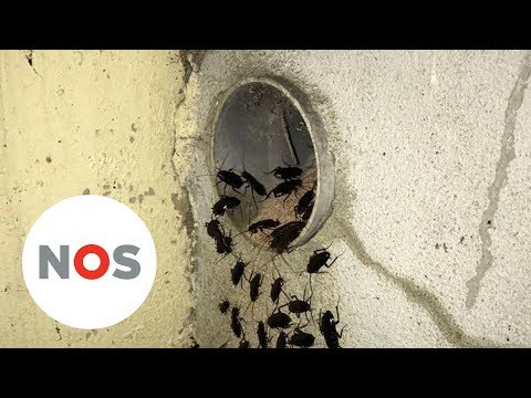 Video: DIY Kakkerlakken: Uit Blik, Elektrisch, Lijm En Anderen + Foto's En Video's
