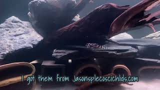 L173 Hypansistrus Pleco Unboxing! Holy Grail! (Rare Hypansistrus Pleco)