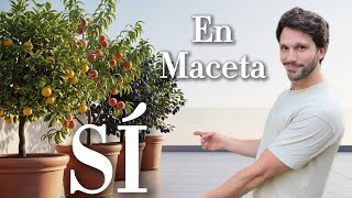 TOP 10 Frutales en Maceta Resistentes al Sol