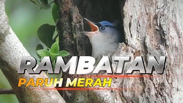 RAMBATAN PARUH MERAH DI ALAM LIAR