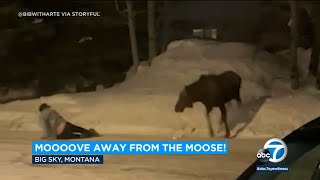 Moose charges 2 men teasing it in Big Sky, Montana
