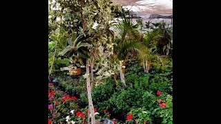 مشتل الزهور لجميع انواع نباتات الزينه والفاكهه صاحبها الحج ابراهيم سعد والاولاد م محمد 01021762353