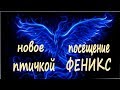 Свидание с птичкой ФЕНИКС