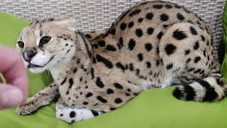 Serval bites by Serval Shorts 909,270 views 2 years ago 48 seconds