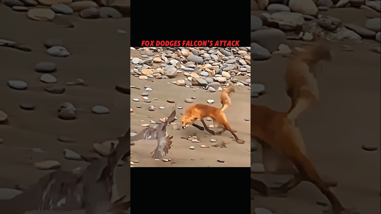 Unbelievable Reflex! The Fox That Dodged the Falcon! 