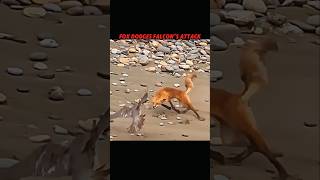 Unbelievable Reflex The Fox That Dodged The Falcon