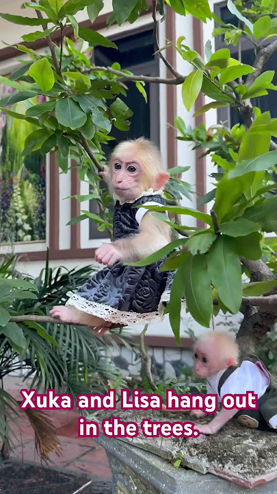 Xuka and Lisa hang out in the trees.#monkeysr