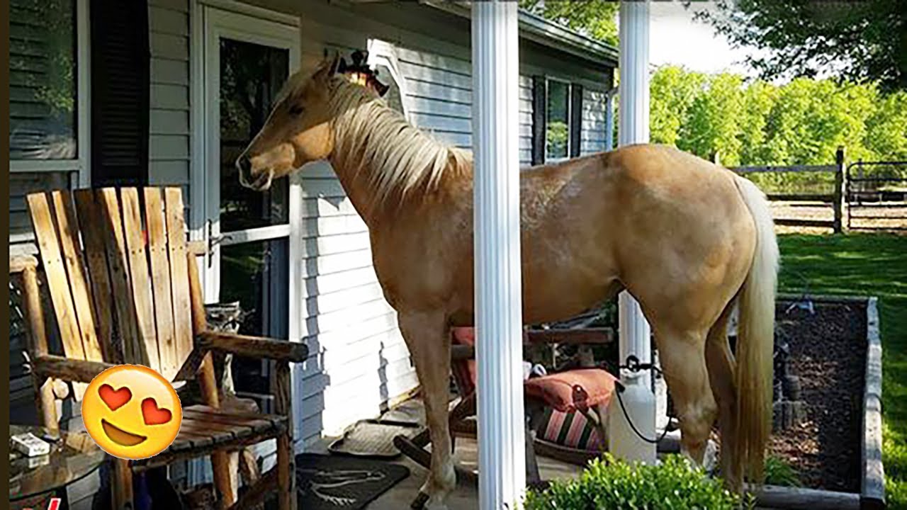 Need something fun? 🐴 Watch these funny and cute Horse Videos Funniest Horses 🐴2 YouTube