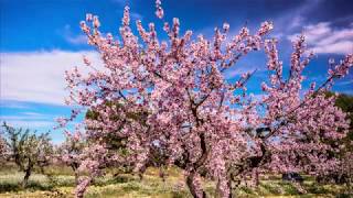 Flors d'ametller