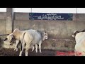 Brahman and ghulabi breeding farm                 mian cattle farm  sadiq abad