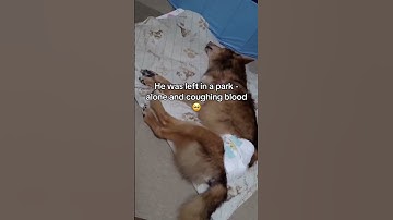 Please don’t scroll without donating any amount help we cannot do this without your support#usa#uk