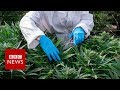Whats in cannabisderived medicines  bbc news