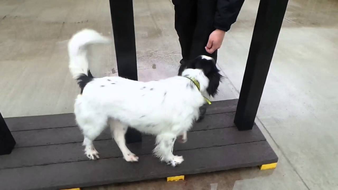 Dogs Trust Manchester - Bousi - YouTube
