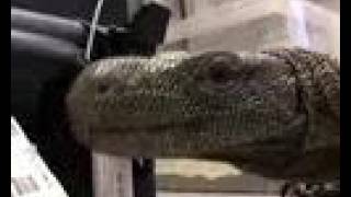 Savage Tree Crocodile Crocodile Monitor