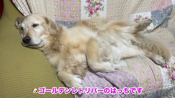 海で遊ぶゴールデンレトリバーのはっち Youtube 海で遊ぶゴールデンレトリバーのはっち Youtube