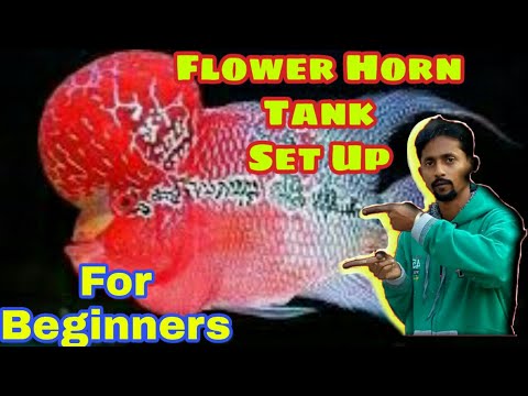 Flower Horn Tank Set Up For Beginners/Top 10 tips 2020.In Bengali