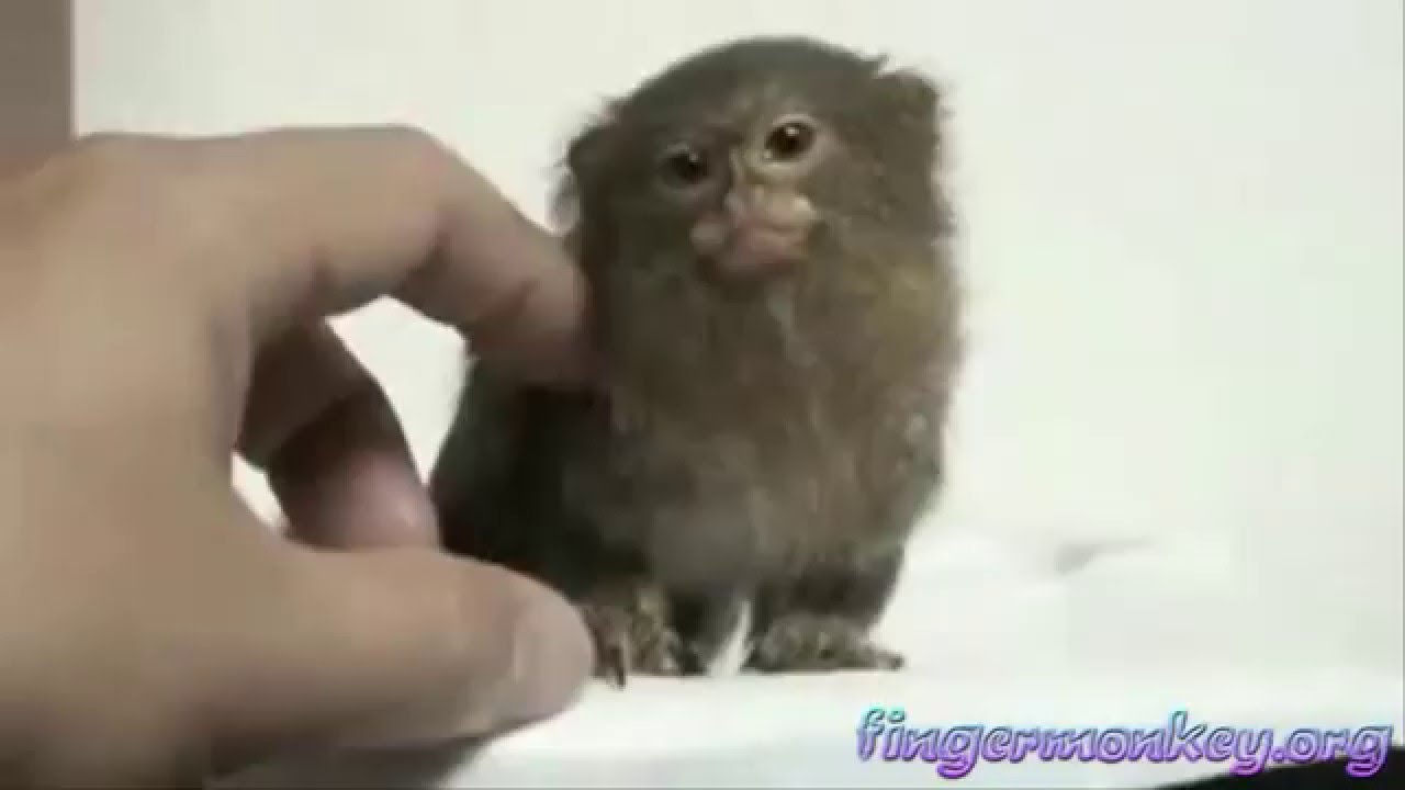 real life finger monkeys