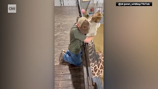 Chiropractor Gets Interviewed on Giraffe Adjustment